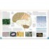 DK The Brain Book