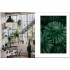 House of Plants