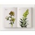 Flower Colour Guide