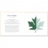 The Little Guide to Leaves