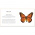 The Little Guide to Butterflies