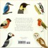 The Little Guide to Birds