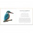 The Little Guide to Birds