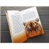 Life of Pi