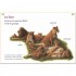 Lions et autres gros chats