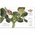 The Science of Plants