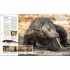 Animal: The Definitive Visual Guide (New Edition)