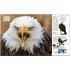 Animal: The Definitive Visual Guide (New Edition)