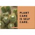 Hi Cacti: Growing Houseplants and Happiness