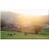 New Rural: Where to Find It and How to Create It