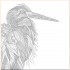 Millie Marotta's Animal Kingdom: A Colouring Book Adventure