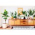 The Unkillables: 40 Resilient House Plants for New Plant Parents