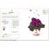 Grow Your Own Pet Plants