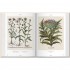 Basilius Besler Florilegium: The Book of Plants