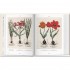 Basilius Besler Florilegium: The Book of Plants