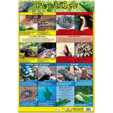 Reptiles Poster