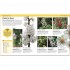 DK The Bee Book