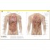 DK The Complete Human Body
