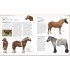DK The Horse Encyclopedia