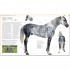 DK The Horse Encyclopedia