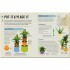 DK How Not to Kill Your Houseplant