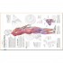 DK Science of Strength Training