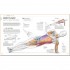 DK Science of Strength Training