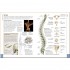 DK The Concise Human Body Book