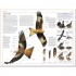 DK RSPB Birds of Britain and Europe