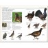 DK RSPB Birds of Britain and Europe