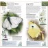 DK Butterflies and Moths