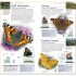 DK Butterflies and Moths