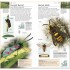 DK Butterflies and Moths