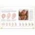 DK Pregnancy and Birth Everything You Need to Know