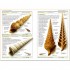 DK Fossils