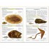 DK Fossils