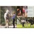 DK Complete Horse Care Manual