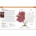 DK RHS Pruning Plant by Plant