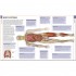 DK Human Anatomy