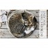 DK The Cat Encyclopedia