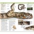 DK Nature Guide Snakes and Other Reptiles and Amphibians