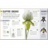 DK Happy Orchid
