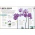 DK Happy Orchid