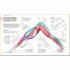 DK Science of Yoga