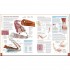 DK The Human Body Book